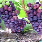 Pinot Noir grapes ripening