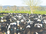 Sales of veterinary and horticultural antibiotics in New Zealand have decreased for a fifth year in a row.