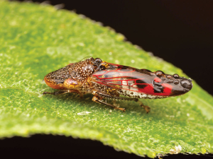 Glassy winged sharpshooter - image credit Alamy