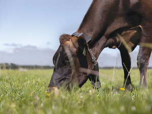 Halter claims its collars have been a massive stress reliever, especially during the Covid restrictions.