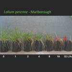 Glyphosate Resistance