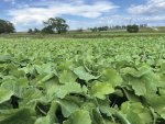 New Reviva Forage Rape Wins Over Dryland Farmers in First Year