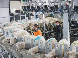 Farmers between Auckland and Taupo can now begin sheep milking with Maui Milk.