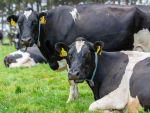 Afimilk collars on cows in Taranaki.