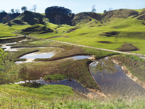Wairarapa farmers have been working to preserve the wetlands in their local area.