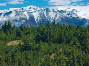 Biosecurity NZ estimates 20% of New Zealand will be covered in unwanted wilding conifers within 20 years if their spread isn&#039;t stopped.