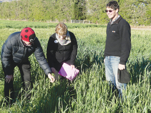 Scientists David Scobie and Robin Dynes with farmer Bill Wright (right) in a trial plot on his farm.