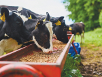 Don&#039;t reduce supplementary feed