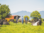 LIC scientists are advancing their quest to breed cows that are more tolerant to heat.