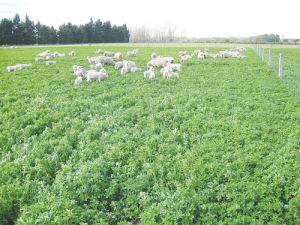 B+LNZ Urges Farmers to Graze Lucerne Hard Before Winter Weed Control