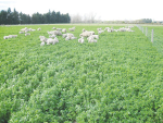B+LNZ Urges Farmers to Graze Lucerne Hard Before Winter Weed Control