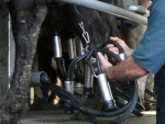Sharemilkers need re-budgeting during tough times