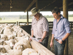 Researchers found that the ability to cope with adversity, finding new ways of doing things and getting on with the job, were important in how the NZ agriculture sector performed so well during the pandemic. Photo Credit: Kieran Scott