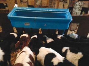 The timing of the first feed of colostrum is crucial.