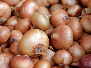 The onion season is off to a positive start, according to Onions New Zealand