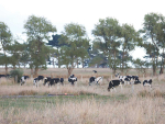 Manawatu is one of the latest places to be declared a drought region.