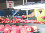 JR&#039;s Orchard will this year export 255,000 cartons of apples - an increase of 25% on 2020 and up 45.7% from a difficult 2021.