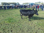 Farmers at a recent field day hear options for feeding cows.