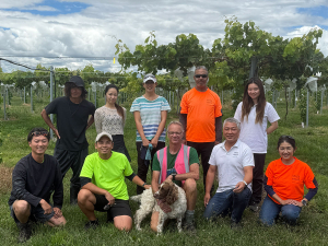 Global team cultivates New Zealand’s premium eating grape vineyard