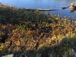 Alligator Weed has been found in Taranaki. Photo Credit: Taranaki Regional Council