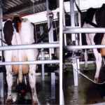 Fonterra eyes Aussie farms