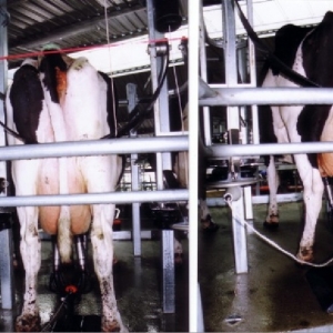 Fonterra eyes Aussie farms