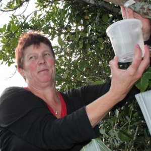 70 field workers in Whangarei