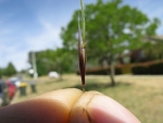 Needlegrass - Photo by Harry Rose https://www.flickr.com/photos/macleaygrassman 