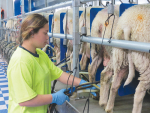 Dairy sheep a possible pathway to added-value agriculture