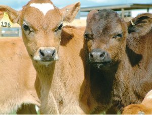 Effects of familiarising heifers to milking shed