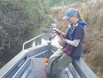 Bay of Plenty Regional Council contractor Courtney Williams assisting whitebait research in a small stream flowing into the Aongatete River, near Katikati.