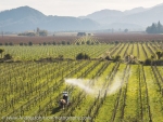 One of the stills taken by the film crew while in Marlborough – horse drawn spraying at Seresin Estate.