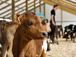 Calf feeder to save time and money