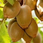 Funding boost for kiwifruit research