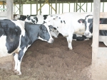 Cows in a compost bedded barn in Kentucky.