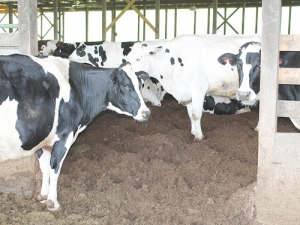 Cows in a compost bedded barn in Kentucky.