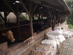 Cows housed on a Lembang smallholder farm, south-east of Jakarta.