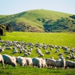 Farm sales up  