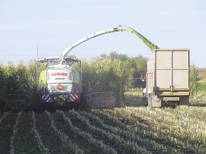 Many smaller cobs produce more energy per hectare than fewer large cobs.