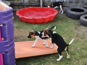 Giant biosecurity dogs introduced