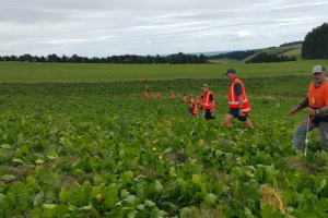 Joint effort needed to manage velvetleaf