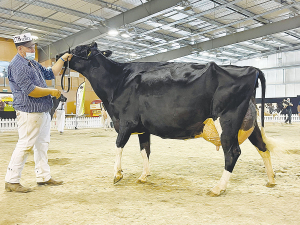 Isaac Kelson leads the Supreme Champion Joyclas Sammy Moo to the top of the Holstein show before she would go all the way against the other breeds. Photo: Mud Media.