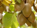 Japan's 6.4% tariff on kiwifruit alone amounted to a cost of $17.5 million.