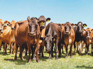 World Wide Sires says demand for overseas genetics is growing.