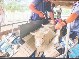 The Daytech Sheep Conveyor is designed for ease of handling for all routine sheep management tasks.