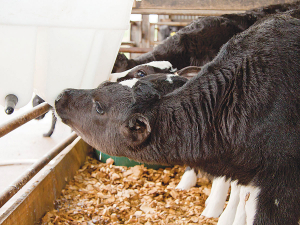 Plan, prepare well for calving