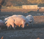 Study highlights pig traceability problem