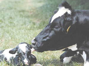 Taking no shortcuts on meal quality becomes even more critical for autumn calves heading into winter.