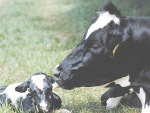 Taking no shortcuts on meal quality becomes even more critical for autumn calves heading into winter.