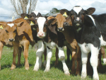 Copper deficiency could be linked to lameness.